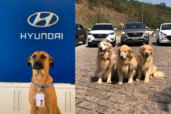 Hyundai promove campanha de adoção em comemoração ao dia nacional do vira lata